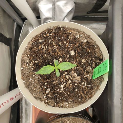 Gelat OG Auto - PP - Seedsman growlog timeline photo