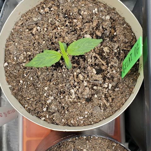 Gelat OG Auto - PP - Seedsman growlog timeline photo
