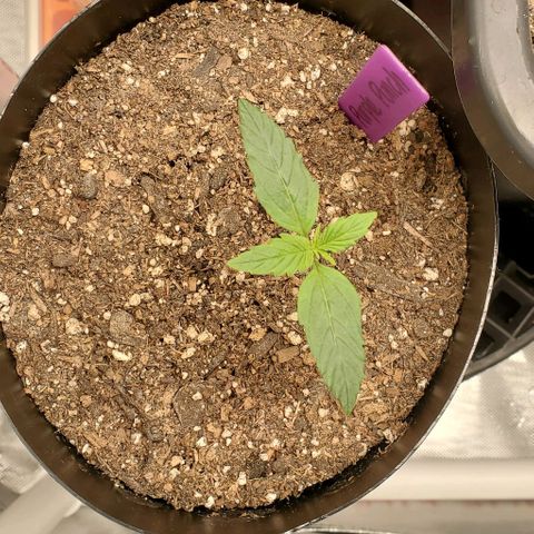 Purple Punch Auto - PP - Seedsman  growlog timeline photo
