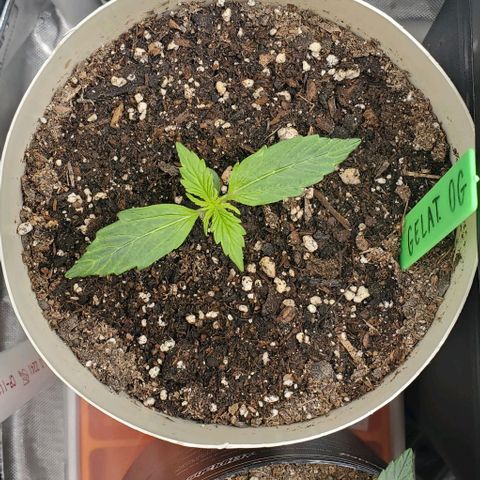 Gelat OG Auto - PP - Seedsman growlog timeline photo