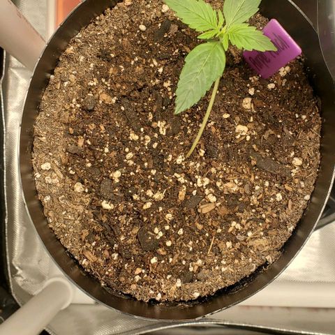 Purple Punch Auto - PP - Seedsman  growlog timeline photo