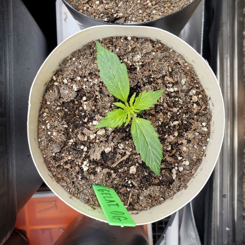 Gelat OG Auto - PP - Seedsman growlog timeline photo