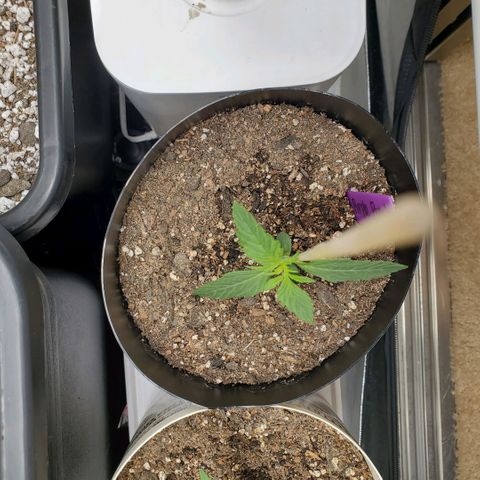 Purple Punch Auto - PP - Seedsman  growlog timeline photo