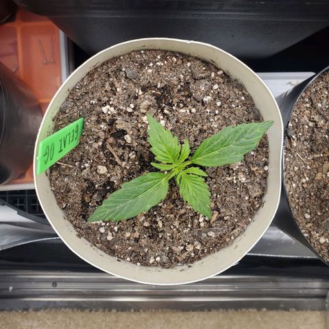 Gelat OG Auto - PP - Seedsman growlog timeline photo