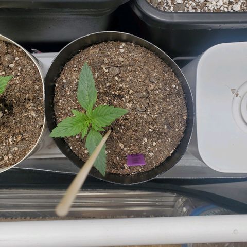 Purple Punch Auto - PP - Seedsman  growlog timeline photo