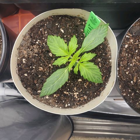 Gelat OG Auto - PP - Seedsman growlog timeline photo