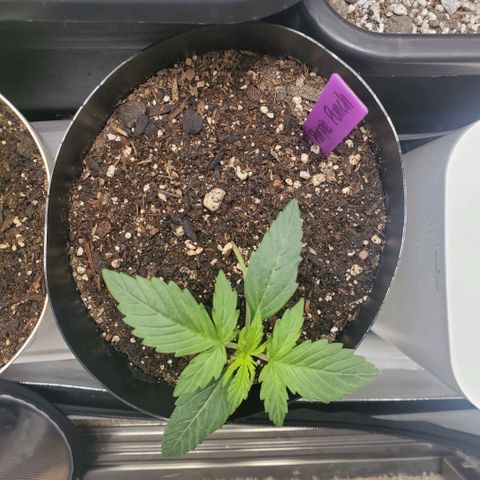 Purple Punch Auto - PP - Seedsman  growlog timeline photo