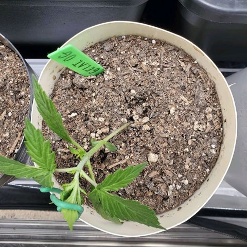 Gelat OG Auto - PP - Seedsman growlog timeline photo
