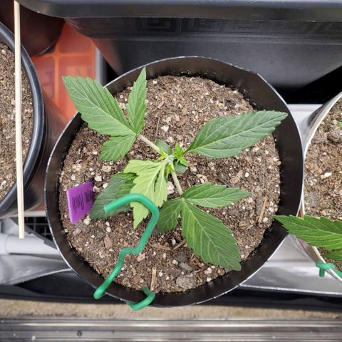 Purple Punch Auto - PP - Seedsman  growlog timeline photo