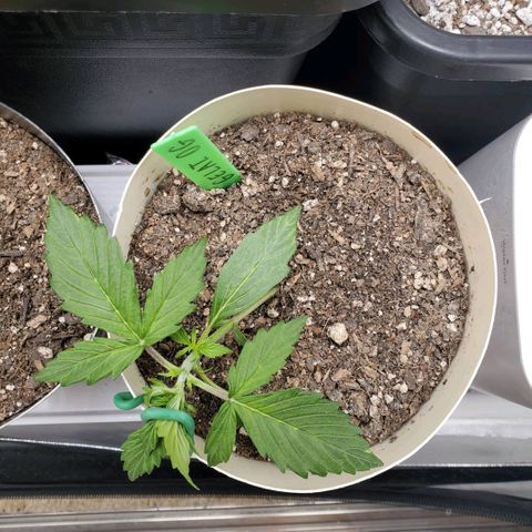 Gelat OG Auto - PP - Seedsman growlog timeline photo