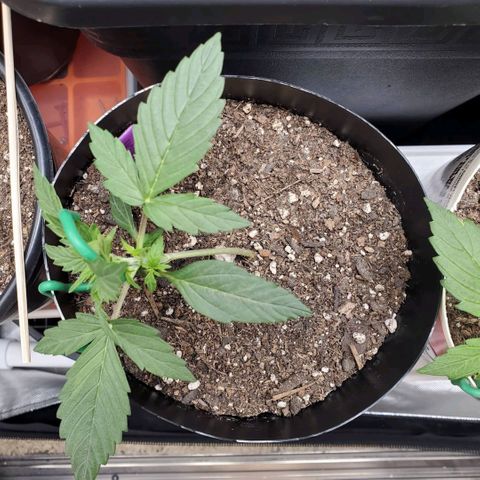 Purple Punch Auto - PP - Seedsman  growlog timeline photo