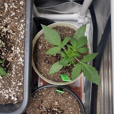 Gelat OG Auto - PP - Seedsman growlog timeline photo