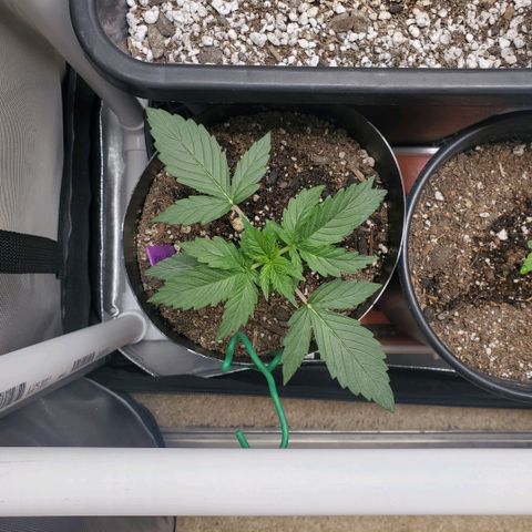Purple Punch Auto - PP - Seedsman  growlog timeline photo