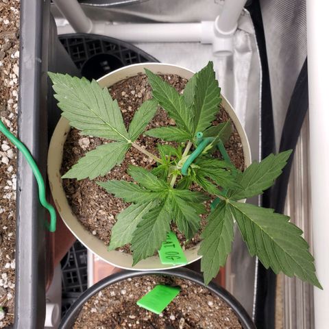Gelat OG Auto - PP - Seedsman growlog timeline photo
