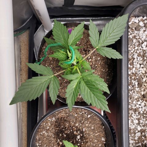 Purple Punch Auto - PP - Seedsman  growlog timeline photo