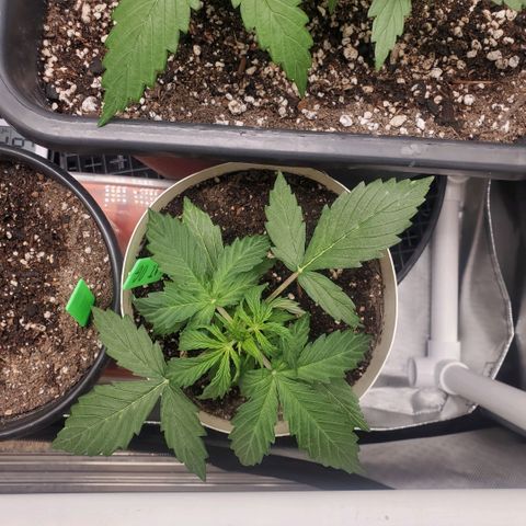 Gelat OG Auto - PP - Seedsman growlog timeline photo