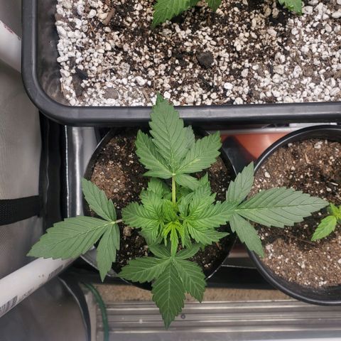 Purple Punch Auto - PP - Seedsman  growlog timeline photo