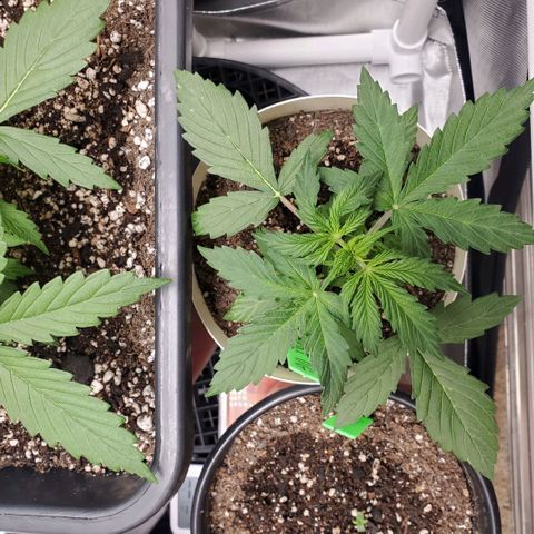 Gelat OG Auto - PP - Seedsman growlog timeline photo