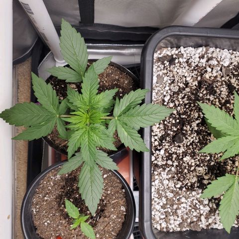 Purple Punch Auto - PP - Seedsman  growlog timeline photo