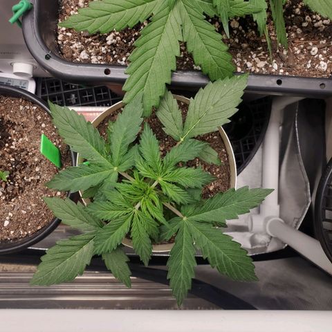 Gelat OG Auto - PP - Seedsman growlog timeline photo