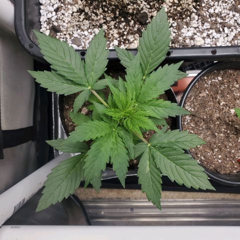 Purple Punch Auto - PP - Seedsman  growlog timeline photo