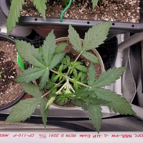 Gelat OG Auto - PP - Seedsman growlog timeline photo