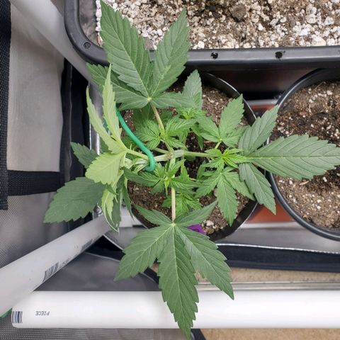 Purple Punch Auto - PP - Seedsman  growlog timeline photo