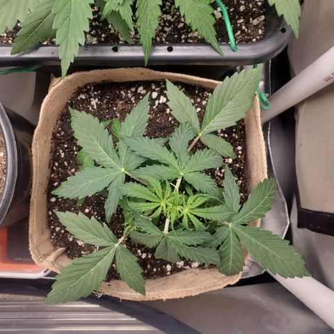 Gelat OG Auto - PP - Seedsman growlog timeline photo