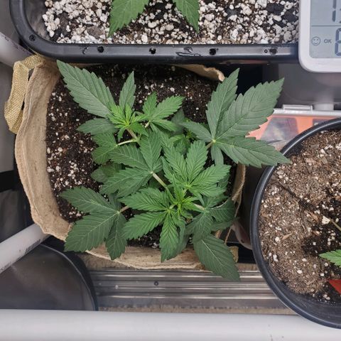 Purple Punch Auto - PP - Seedsman  growlog timeline photo