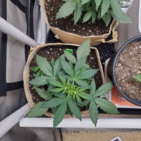 Gelat OG Auto - PP - Seedsman growlog timeline photo