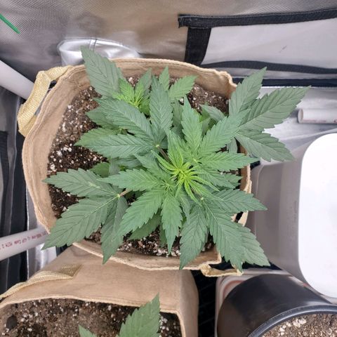 Purple Punch Auto - PP - Seedsman  growlog timeline photo