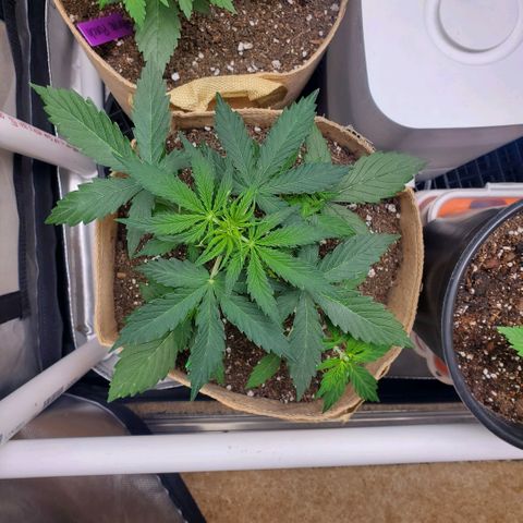 Gelat OG Auto - PP - Seedsman growlog timeline photo