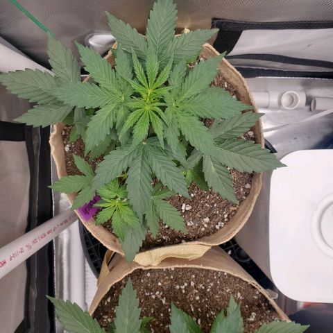 Purple Punch Auto - PP - Seedsman  growlog timeline photo