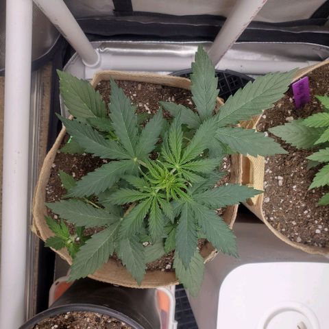 Gelat OG Auto - PP - Seedsman growlog timeline photo