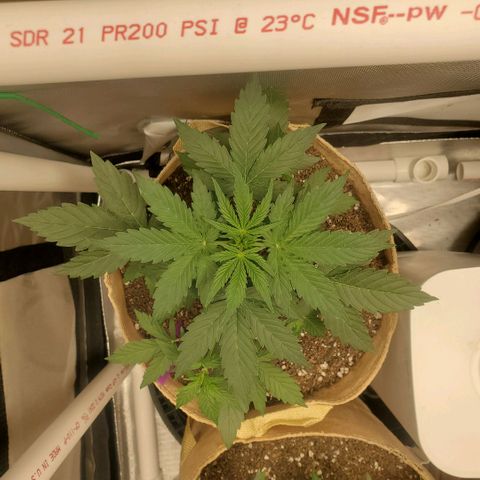 Purple Punch Auto - PP - Seedsman  growlog timeline photo
