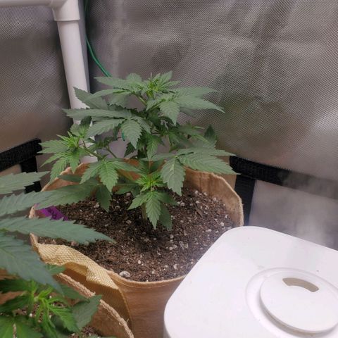 Purple Punch Auto - PP - Seedsman  growlog timeline photo