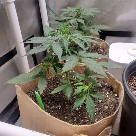 Gelat OG Auto - PP - Seedsman growlog timeline photo