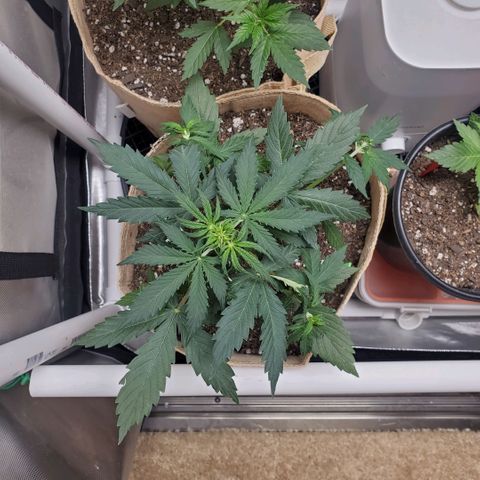 Gelat OG Auto - PP - Seedsman growlog timeline photo