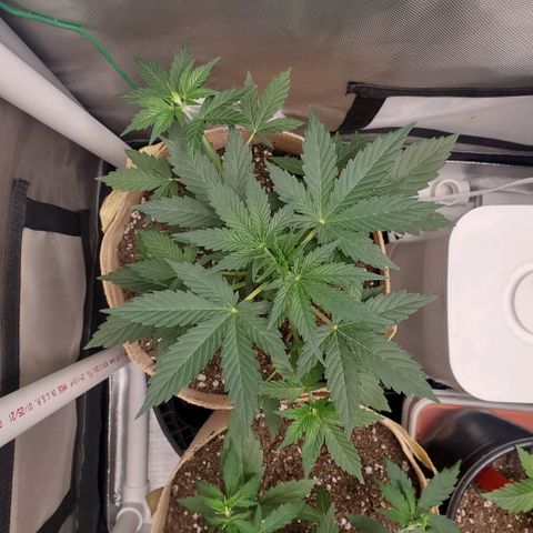 Purple Punch Auto - PP - Seedsman  growlog timeline photo
