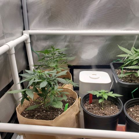 Gelat OG Auto - PP - Seedsman growlog timeline photo
