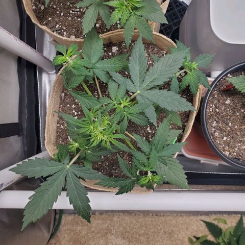 Gelat OG Auto - PP - Seedsman growlog timeline photo