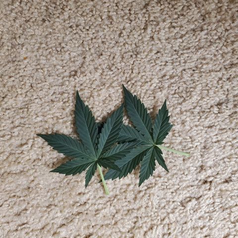 Purple Punch Auto - PP - Seedsman  growlog timeline photo