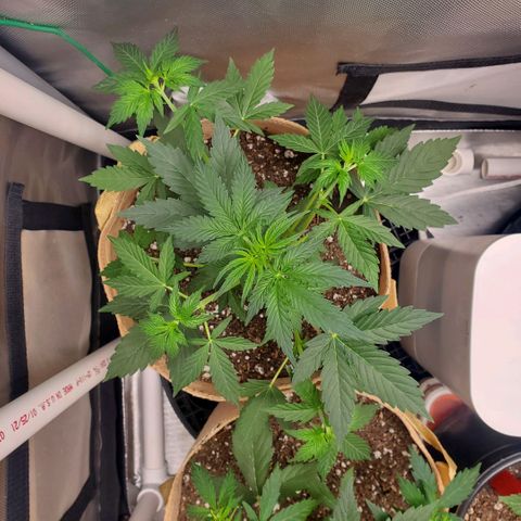 Purple Punch Auto - PP - Seedsman  growlog timeline photo