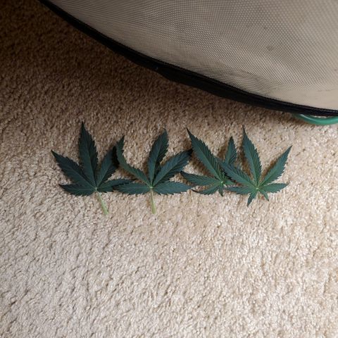 Gelat OG Auto - PP - Seedsman growlog timeline photo