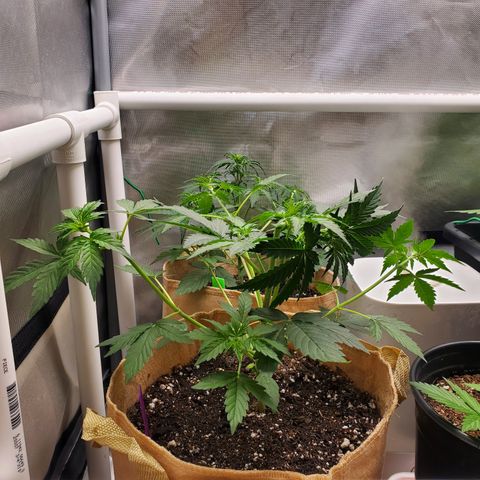 Purple Punch Auto - PP - Seedsman  growlog timeline photo