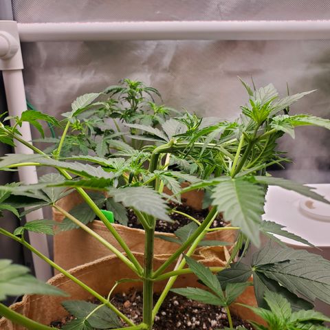 Purple Punch Auto - PP - Seedsman  growlog timeline photo