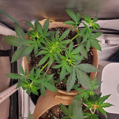 Gelat OG Auto - PP - Seedsman growlog timeline photo