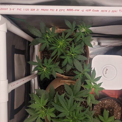 Purple Punch Auto - PP - Seedsman  growlog timeline photo
