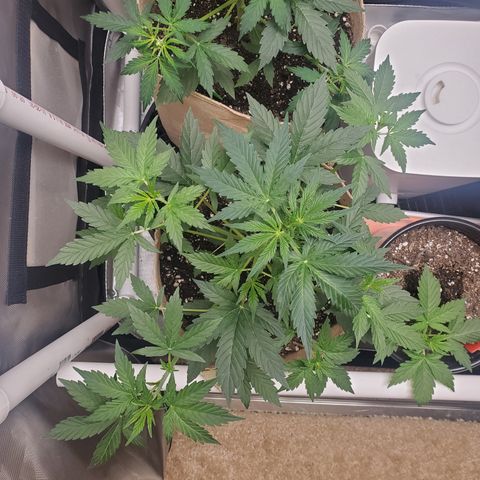 Gelat OG Auto - PP - Seedsman growlog timeline photo