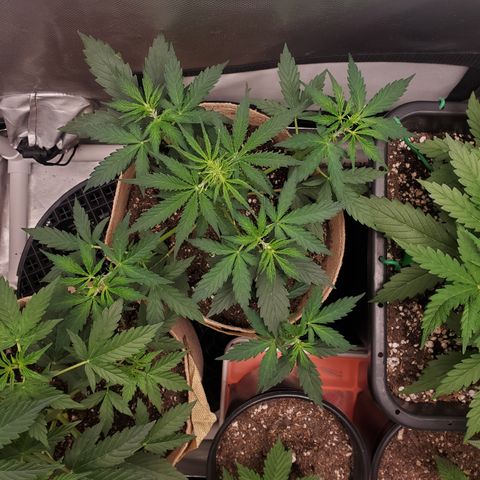 Purple Punch Auto - PP - Seedsman  growlog timeline photo